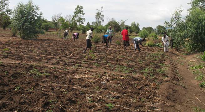 Planting Groundnuts