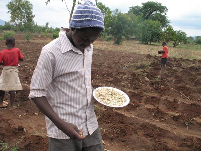 Planting maize and pumpkins