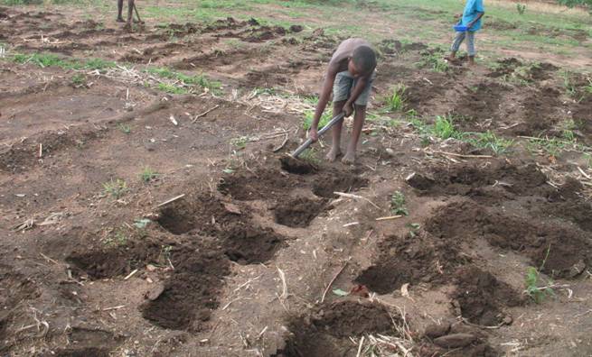 Making holes to for maize planting