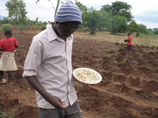 maize Planting maize and pumpkins