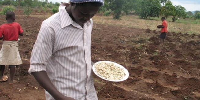 Planting maize and pumpkins