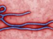 ebola
